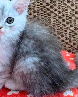 Gattina persiano normotipo