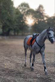 Cavallo quarab