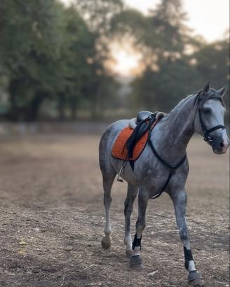Cavallo quarab