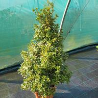Azalee arte topiaria...Piramide ed Alberello