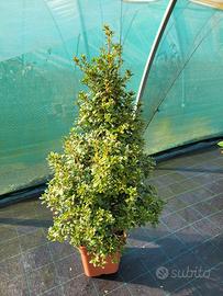 Azalee arte topiaria...Piramide ed Alberello