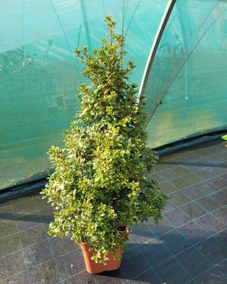 Azalee arte topiaria...Piramide ed Alberello