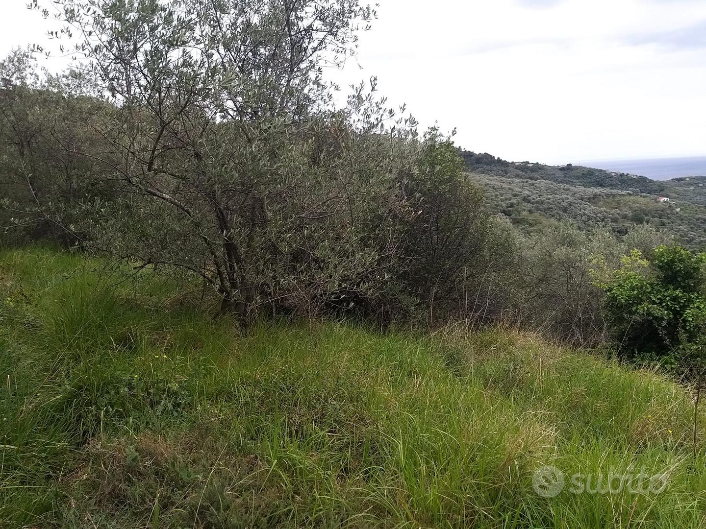 Terreno con ulivi - Vista 4