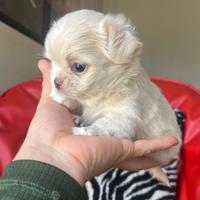 Chihuahua Femmina pelo lungo lilac occhi chiari