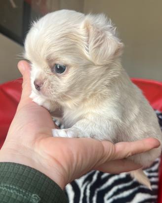 Chihuahua Femmina pelo lungo lilac occhi chiari