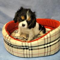 Cavalier king cucciola