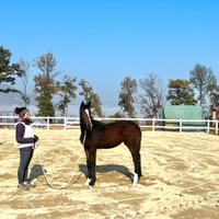 Puledra linea da salto