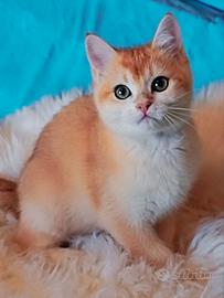 British Shorthair cincillà Gold