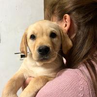 Cuccioli di Labrador