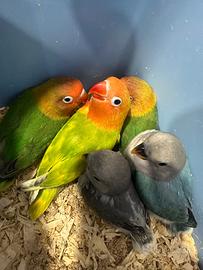 Pulli di inseparabili e fischer allevati a mano