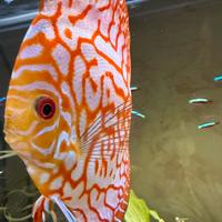 Pesce Discus