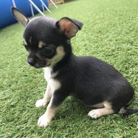 Chiwawa mini Toy