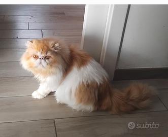 Gatto persiano disponibile per accoppiamento