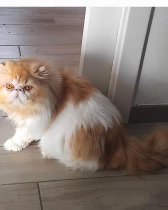 Gatto persiano disponibile per accoppiamento