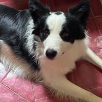 Border Collie maschio per accoppiamento