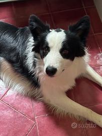 Border Collie maschio per accoppiamento