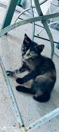 Gattini