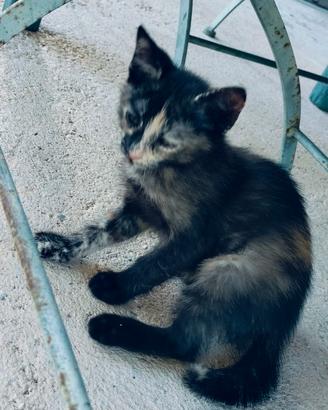 Gattini