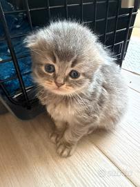 Cuccioli Scottish Straight e Fold