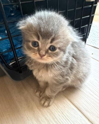 Cuccioli Scottish Straight e Fold