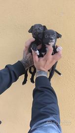 Cuccioli di pincher chihuahua toy