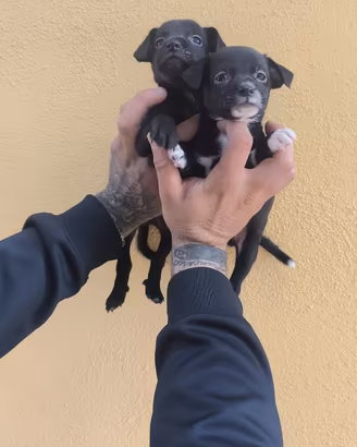 Cuccioli di pincher chihuahua toy