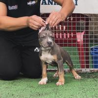 American pitbull ukc