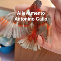 Cardinalini del Venezuela