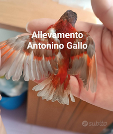 Cardinalini del Venezuela