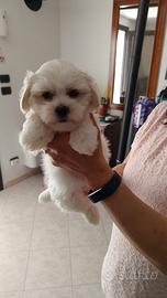 Cuccioli maltese