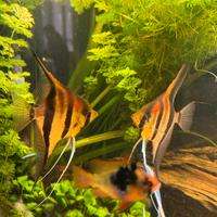 Baby scalare manacapuru red beck