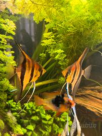 Baby scalare manacapuru red beck