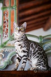 Bengala Black Silver per MONTA
