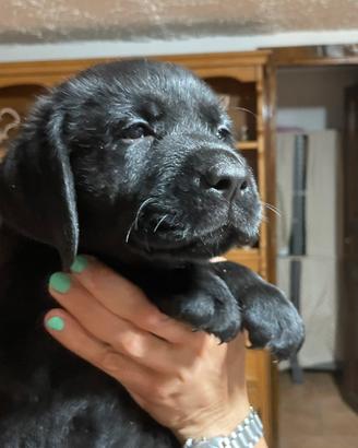 Cucciolo Labrador