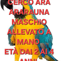 C.e.r.c.o. Ara ararauna maschio