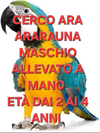 C.e.r.c.o. Ara ararauna maschio