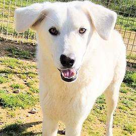 Omar,bello,buono,dolce,ed ahimè in canile