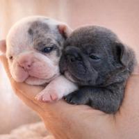 Bouldogue francesi bulldog