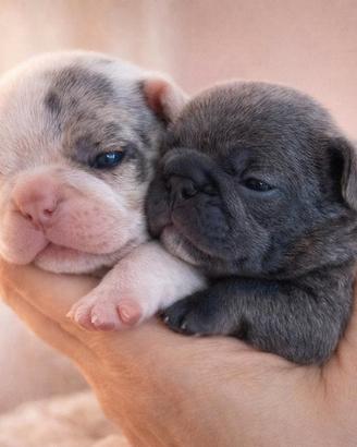 Bouldogue francesi bulldog