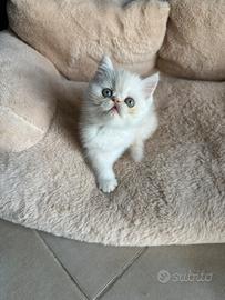 Cucciolo bicolore crema exotic shorthair