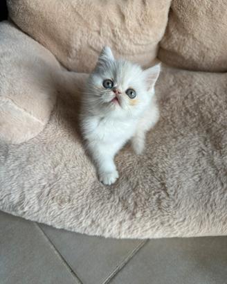 Cucciolo bicolore crema exotic shorthair