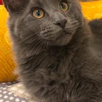 Maine Coon con Pedigree