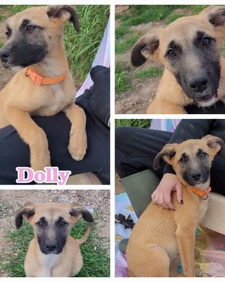 Piccoli cippati,sani e tenerissimi