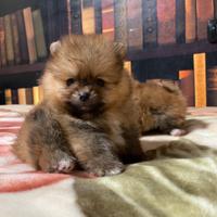 Cuccioli di Pomerania spitz nano