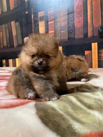 Cuccioli di Pomerania spitz nano
