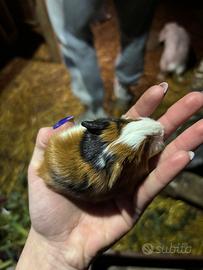 Cavia