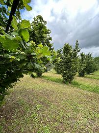 TER. AGRICOLO A GALLESE