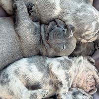 SPLENDIDI CUCCIOLI di BULLDOG FRANCESE