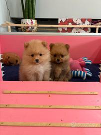 Cuccioli Pomerania