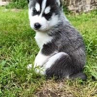 Cucciolo di Siberian husky 2 mesi